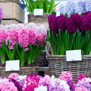 Chelsea Flower Show - Fri 22nd May 2026 - All Day Ticket gallery thumbnail